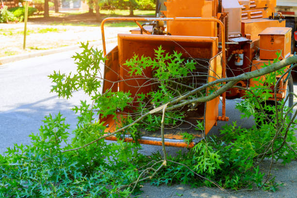 Best Large Tree Removal  in Dagsboro, DE